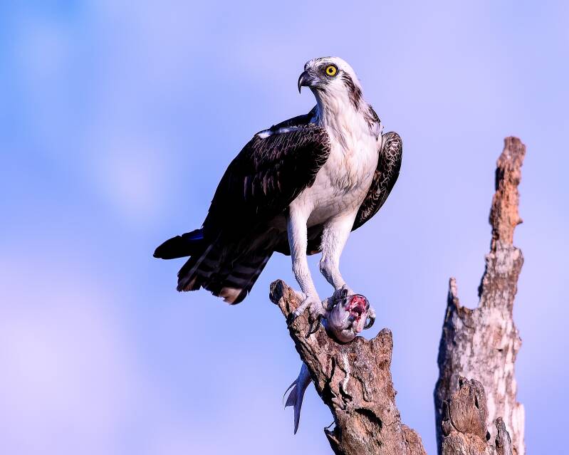 Osprey (5)