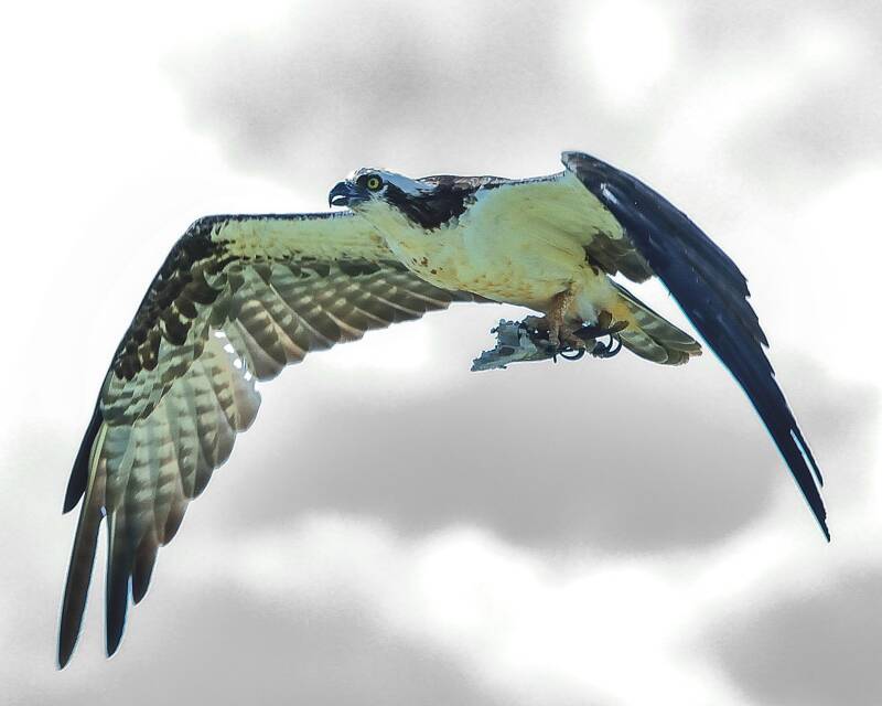 Osprey (2)