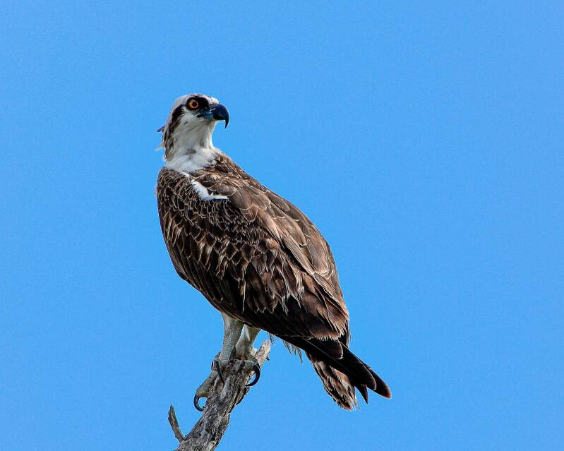 Osprey (1)
