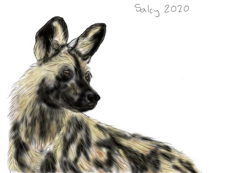 African Painted Dog