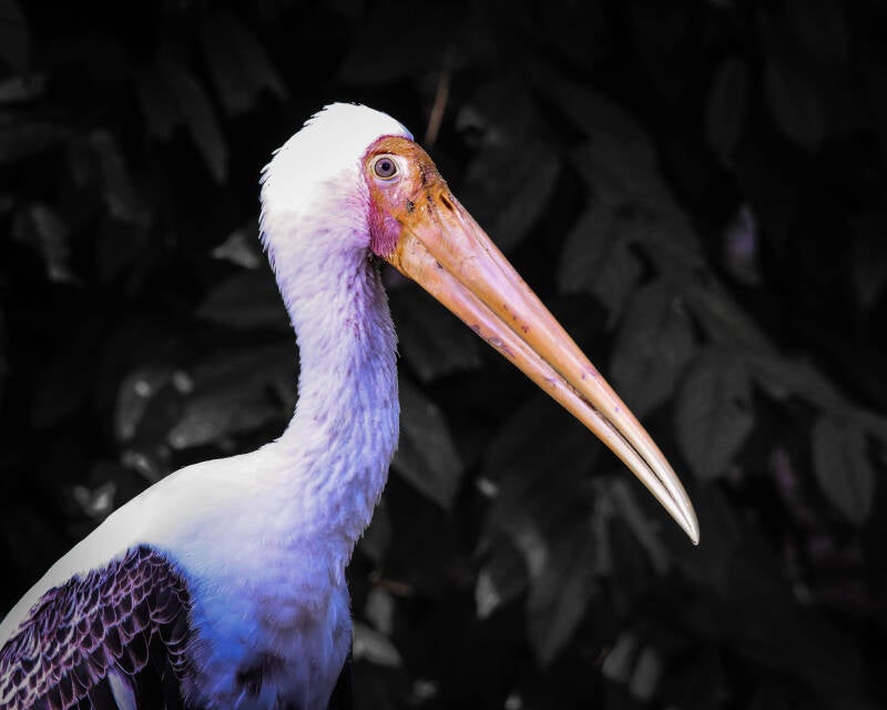 Painted Stork (1)