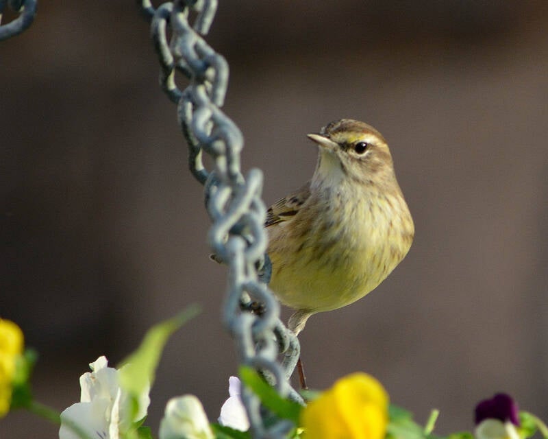 Palm Warbler (2)