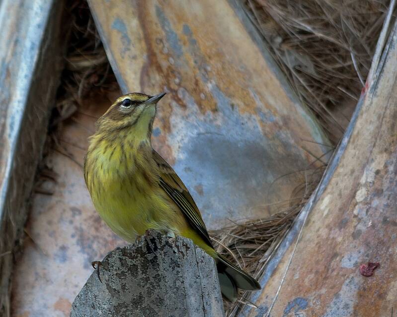 Palm Warbler (1)