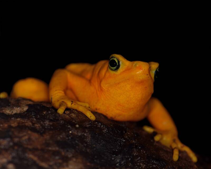 Panamanian Golden Frog (1)