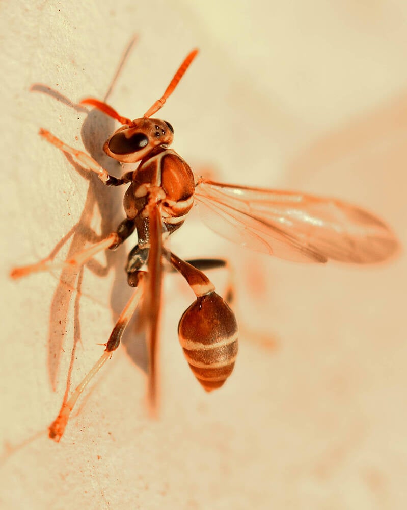 Mexican Paper Wasp (4)