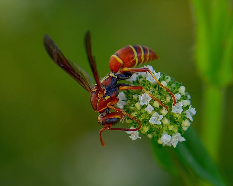 Least Paper Wasp (1)
