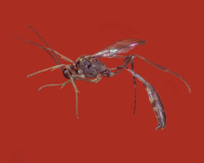 Anomalon Ichneumonid Wasp (4)