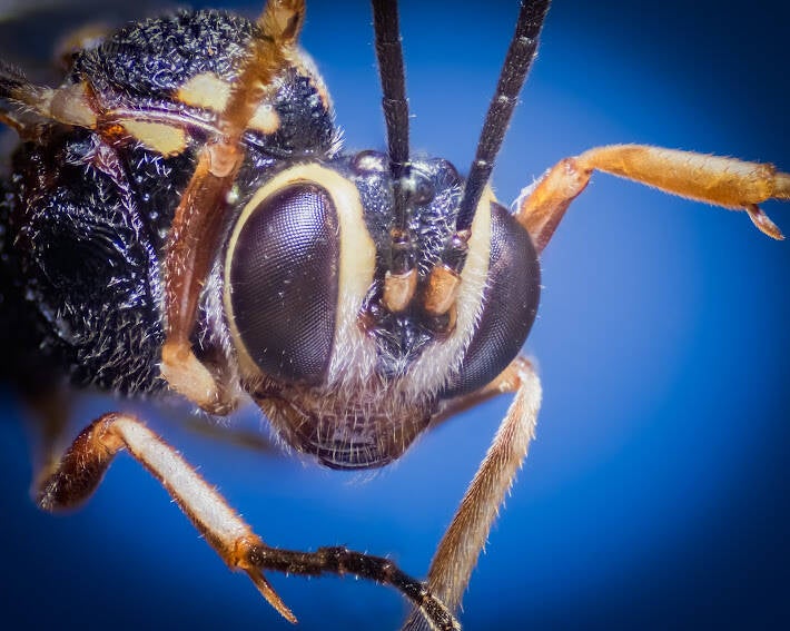 Anomalon Ichneumonid Wasp (3)