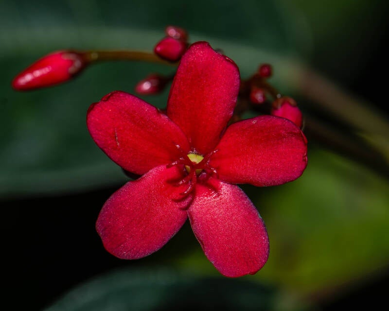 Peregrina Jatropha (2)