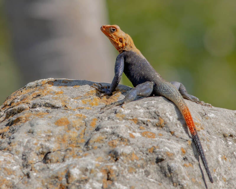 Peter's Rock Agama (3)