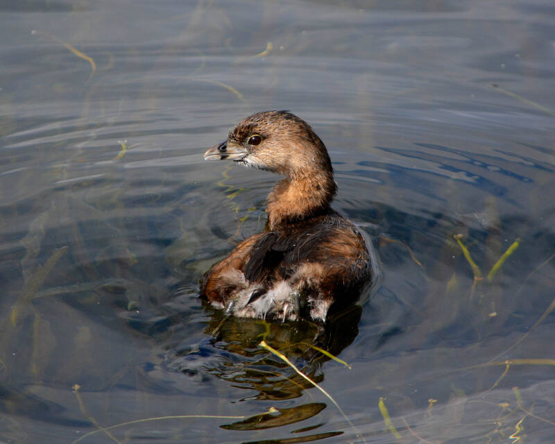 Pied-Billed Grebe (1)