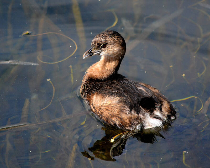 Pied-Billed Grebe (2)