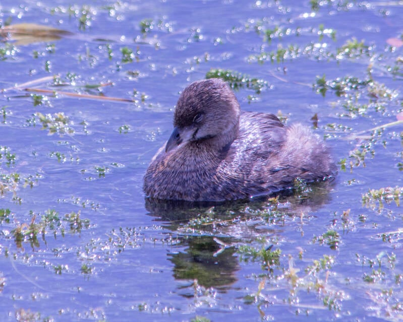 Pied-Billed Grebe (3)