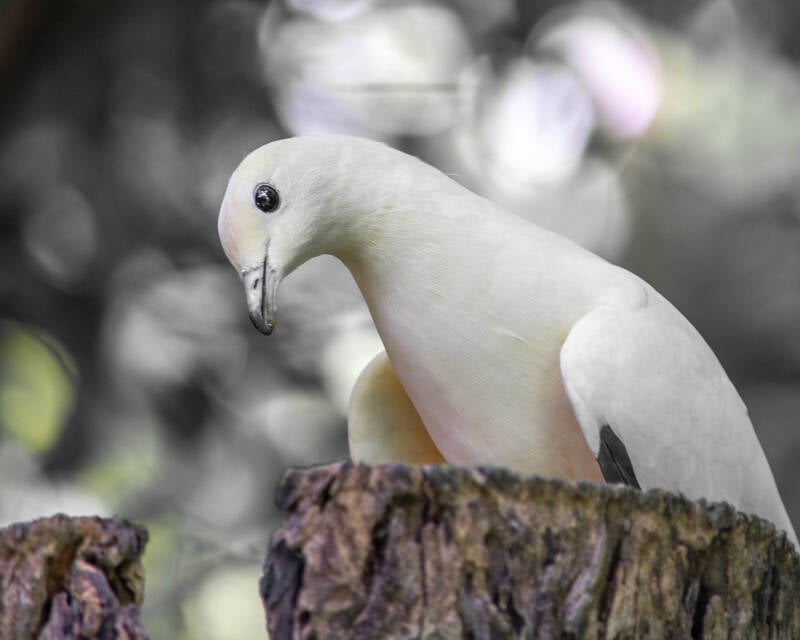 Pied Imperial Pigeon (1)