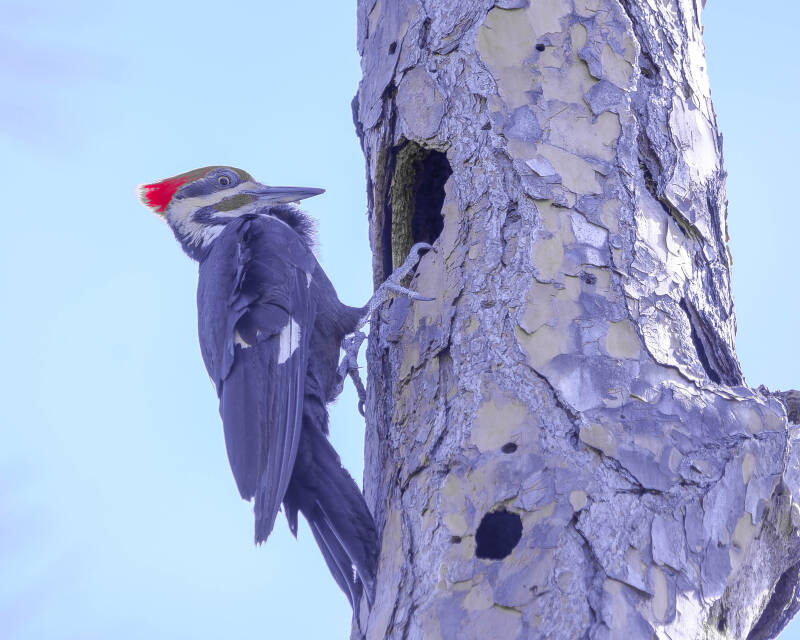 Pilaeted Woodpecker (1)