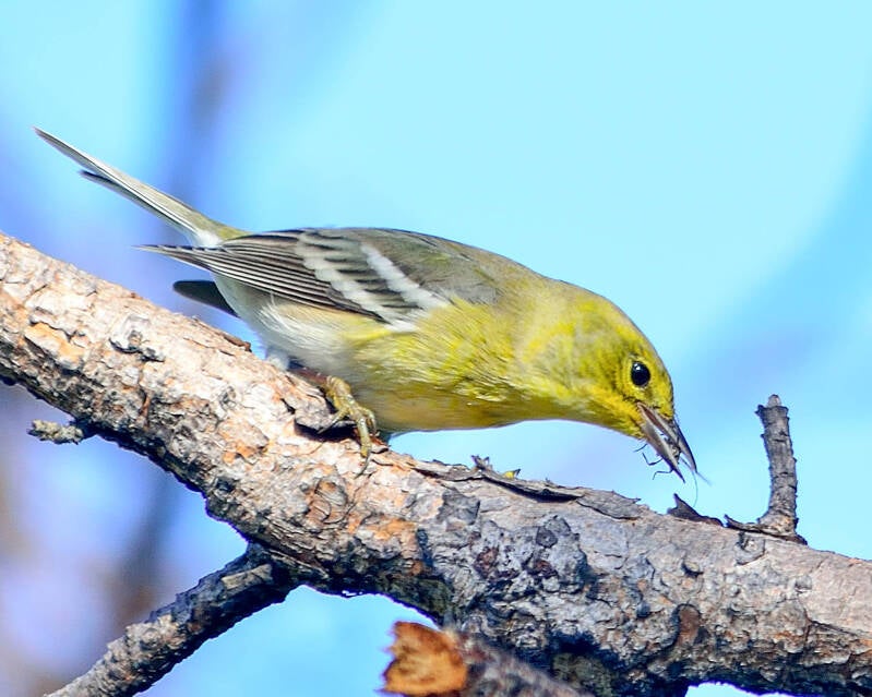Pine Warbler (1)