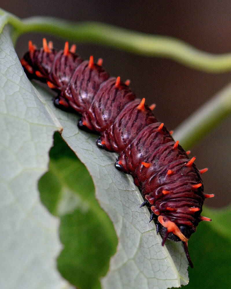 Polydamas Swallowtail (1)