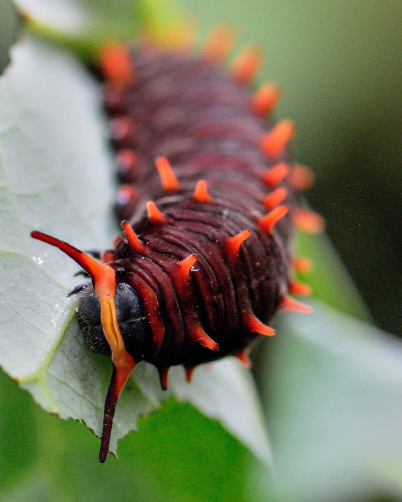 Polydamas Swallowtail (2)