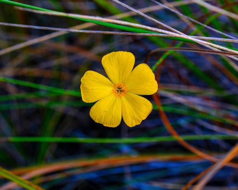 Pitted Stripeseed (1)