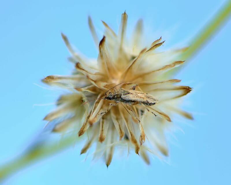 Plant Bug (1)