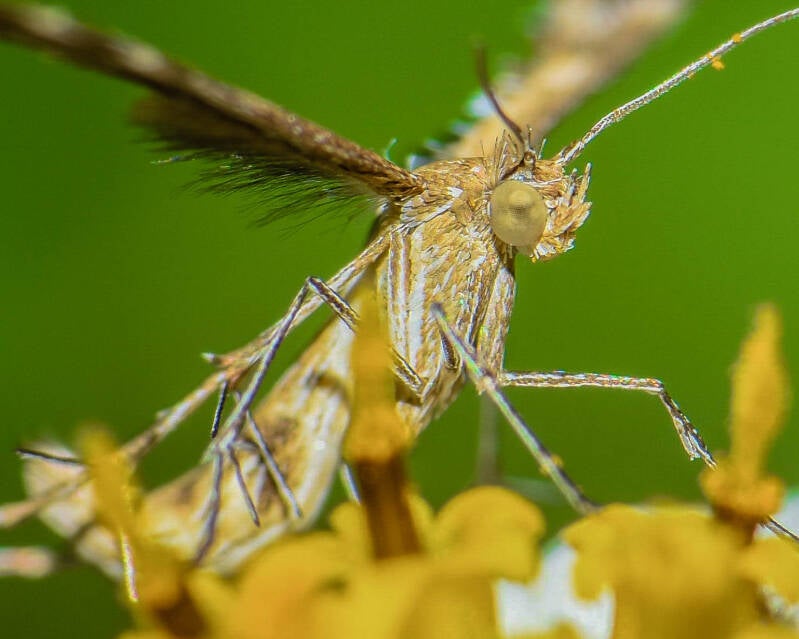 Plumed Moth (1)