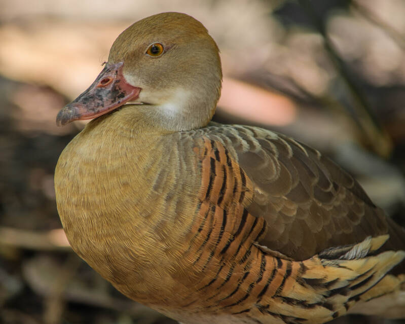 Plumed Whistling Duck (1)