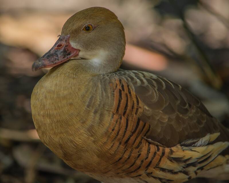 Plumed Whistling Duck (1)