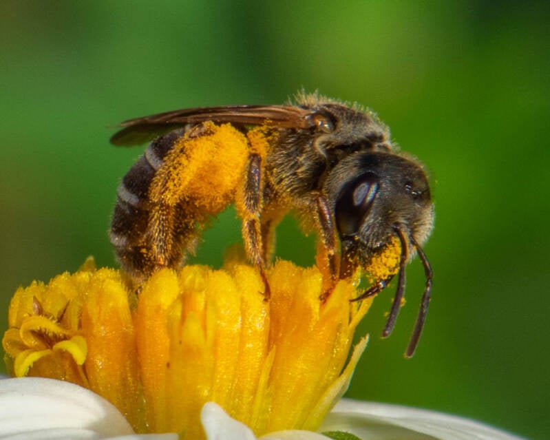 Poey's Furrow Bee (11)