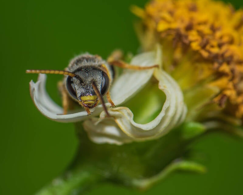 Poey's Furrow Bee (3)