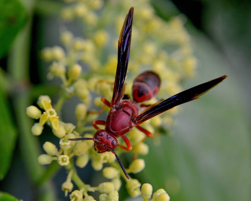 Metric Paper Wasp (1)