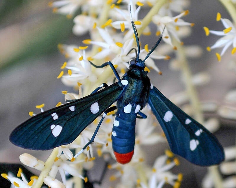 Polka-Dot Wasp Moth (2)