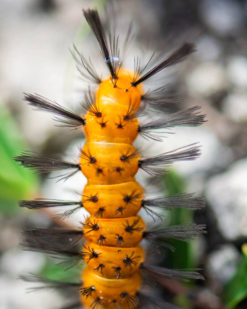 Polka-Dot Wasp Moth (3)