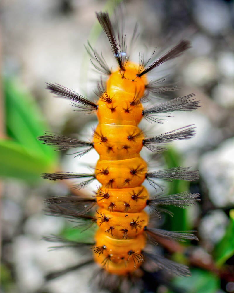 Polka-Dot Wasp Moth (1)