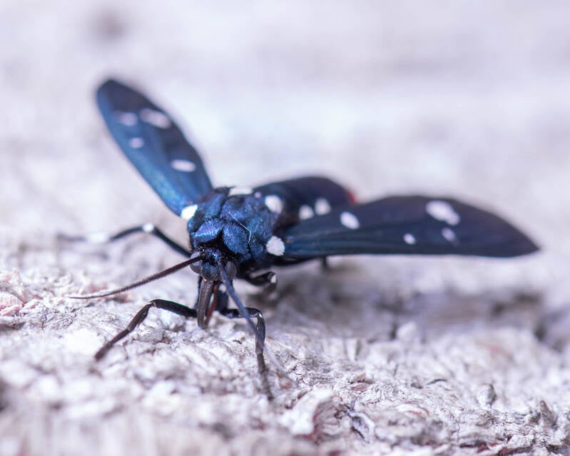 Polka Dot Wasp-Moth (5)