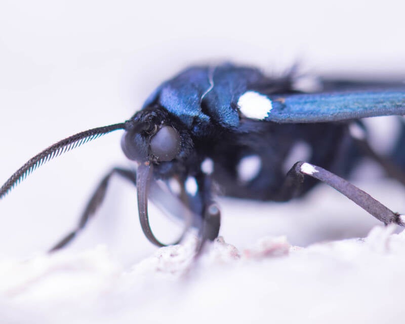 Polka Dot Wasp-Moth (6)