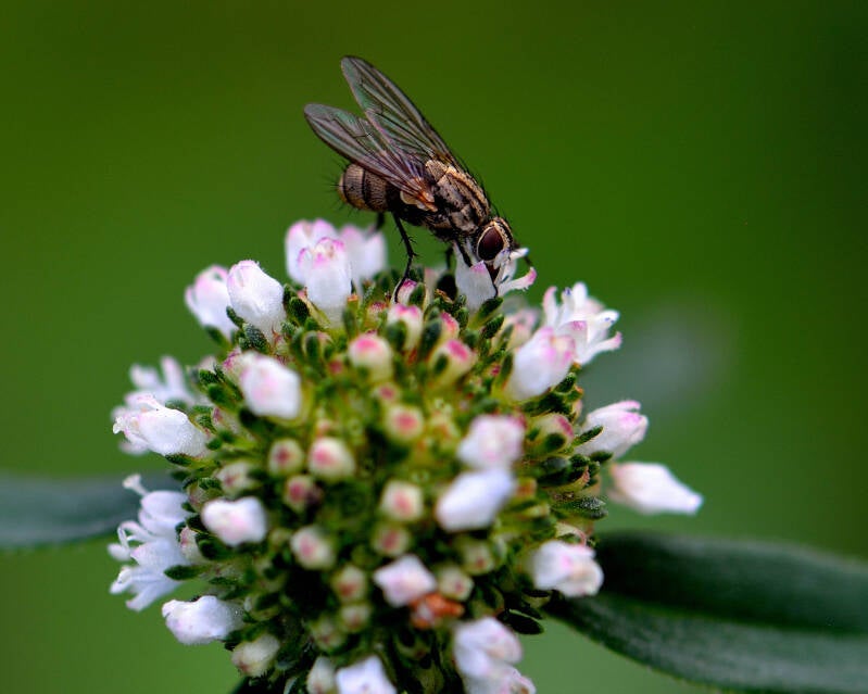 Flesh Fly (4)