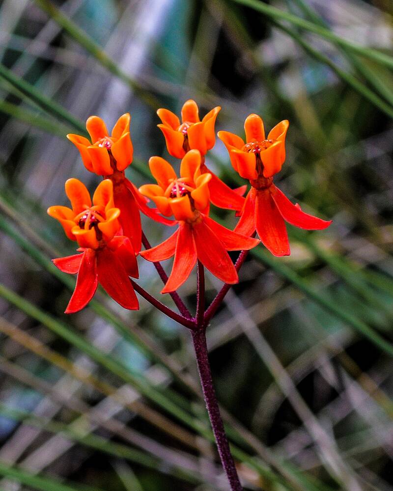 Prairie Milkweed (1)
