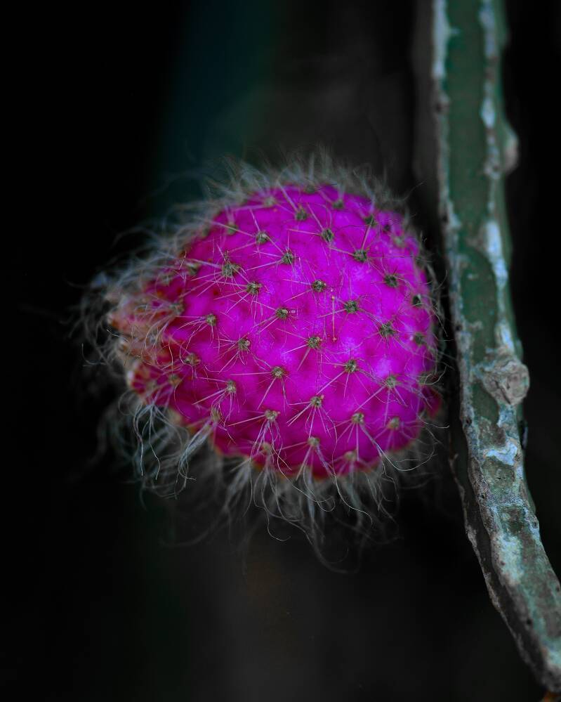 Cactus (1)