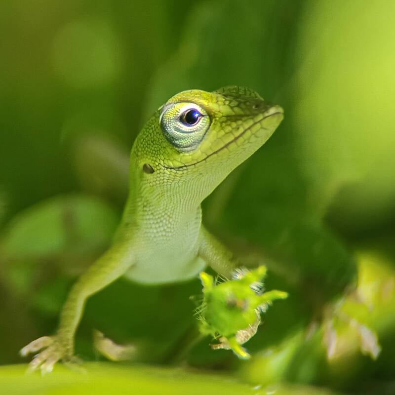 Green Anole AI Smile