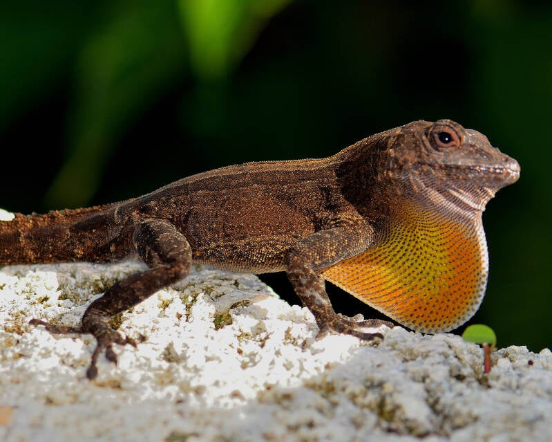 Crested Anole (1)