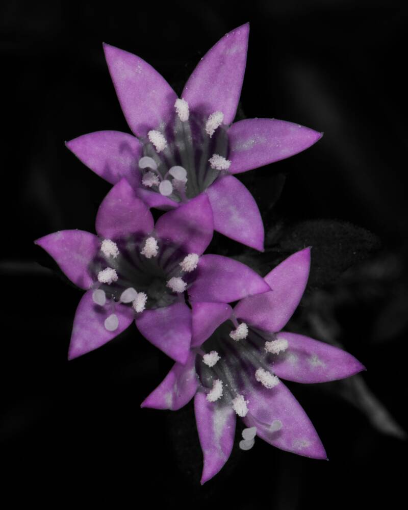 Largeflower Pusley (1)