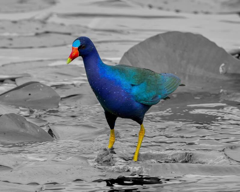 Purple Gallinule (1)