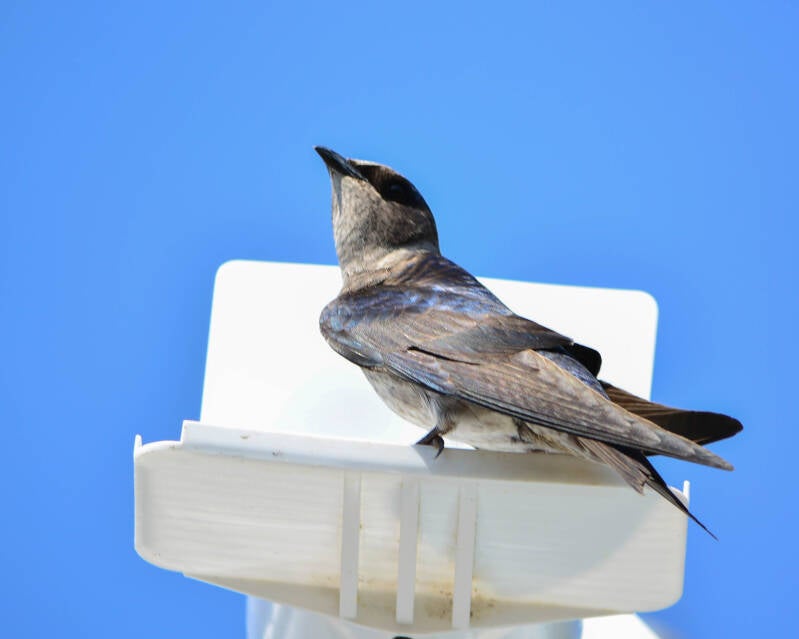 Purple Martin (1)