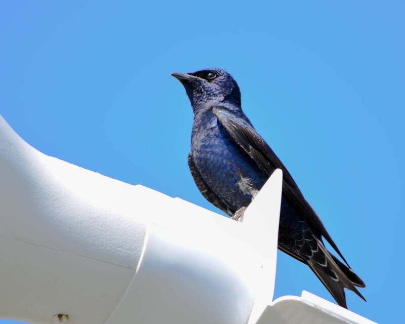 Purple Martin (2)