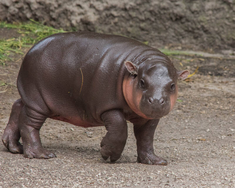 Pygmy Hipo (1)