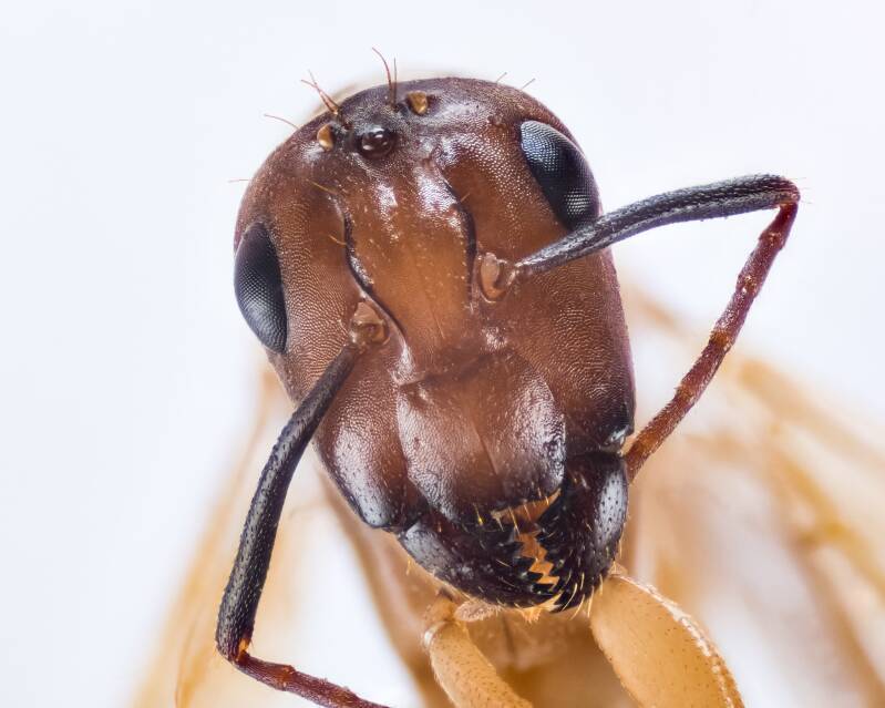 Ant (1)