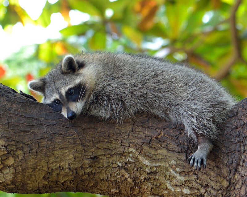 Raccoon (2)
