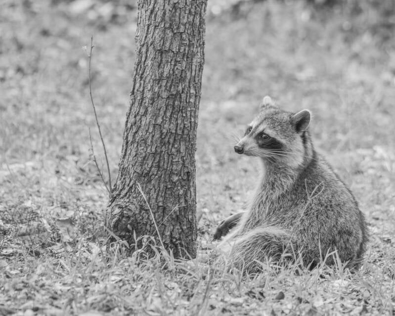 Raccoon (1)