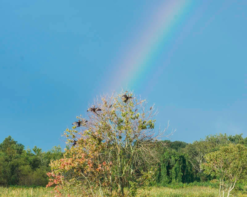 Rainbow at lake Apopka, Florida (1)