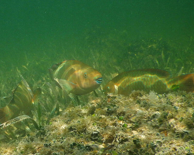 Rainbow Parrotfish (1)